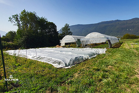 Mise sous serre des plantations