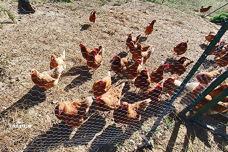 Poules pondeuses