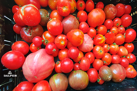 Cagette de tomates